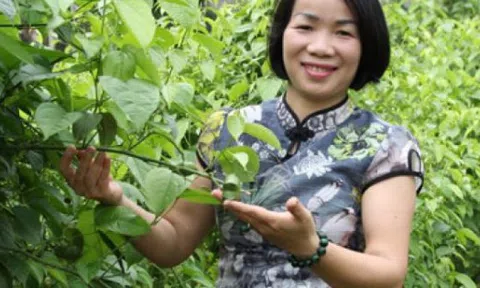 Cô giáo rời bục giảng, trồng sachi, vừa khỏe người vừa nặng ví