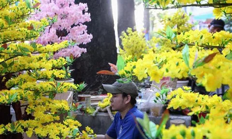 Mai, đào giả 'đắt cắt cổ' 70-80 triệu đồng/chậu xuống đường phục vụ tết