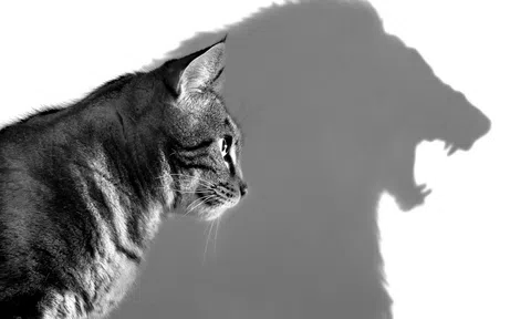 Nghiên cứu cho thấy những người bất tài mới hay tự tin thái quá, cho mình là chuyên gia