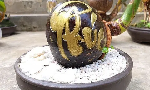 Bonsai dừa độc đáo, sản phẩm khởi nghiệp của chàng trai 9X Bến Tre