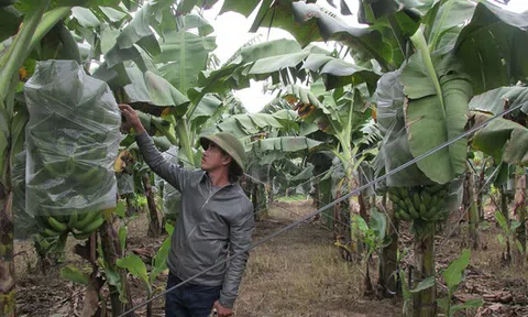 Chuyện về anh nông dân sắm ô tô đi thuê đất trồng chuối, thu 10 tỷ/năm