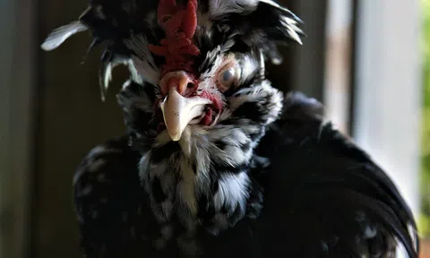 Chết mê nàng 'quý phi', anh kỹ sư Sài Gòn bỏ vợ về quê xây đời mới