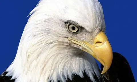 Triết lý sống của Chúa tể bầu trời: Biết lượng sức mình không phải là nhu nhược, càng không phải coi thường ước mơ, mà là sự sáng suốt của lý trí và tầm nhìn