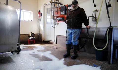 Bí ẩn vụ sữa nhiễm bẩn khiến trang trại ba đời ở Mỹ đối mặt nguy cơ phá sản