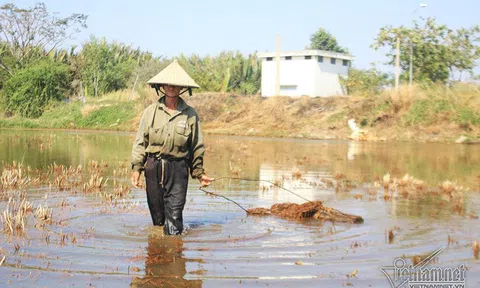 Đất vàng xây biệt thự triệu đô: Kệ nhà giàu, cụ ông vẫn dựng chòi cấy lúa