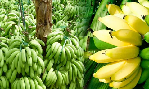 Những loại trái cây 'sốt' giá nhờ Trung Quốc tăng mua