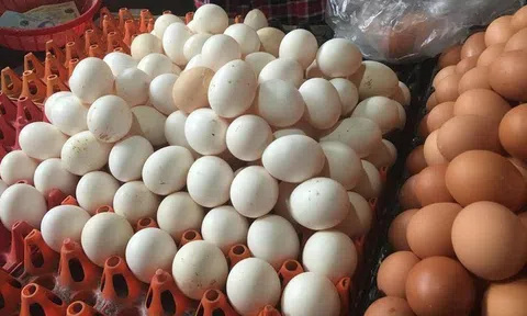 Trứng gà rẻ chưa từng thấy: Lỗ 10 triệu/ngày, vài bữa nữa tôi phá sản