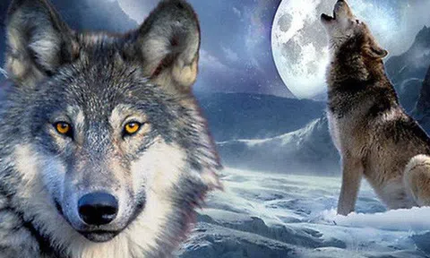 Muốn bản lĩnh HƠN người thì nhất định phải học cách KHÁC người, đừng ngại biến bản thân thành sói: Hung dữ nhưng trung thành, liều lĩnh nhưng khôn ngoan!