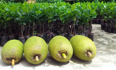 Thương lái Trung Quốc ồ ạt gom mua mít Thái