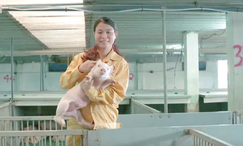 Chuyện nuôi heo thời công nghệ ở Công ty Thái Dương