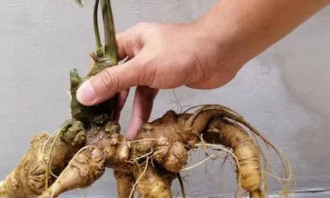 Đại gia chi tiền mua củ sâm Ngọc Linh 'khủng' 25 năm tuổi, trị giá tới 500 triệu đồng