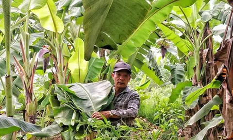 Lá chuối thay nilon, người dân kiếm bạc triệu từ nghề chặt lá chuối