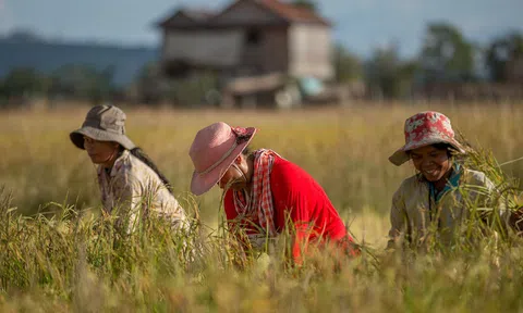 Ứng dụng Blockchain vào trồng lúa tại Campuchia để giúp nông dân xoá đói, giảm nghèo