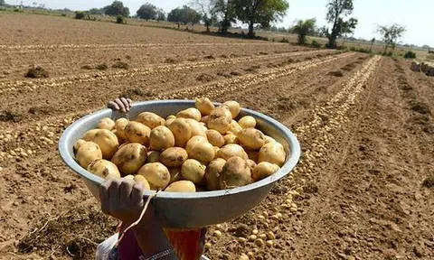 Kiện nông dân vì trồng khoai tây có bản quyền, PepsiCo bất ngờ vấp phải làn sóng giận dữ của dư luận