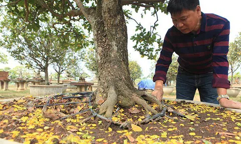 Đại gia Trung Quốc trả triệu USD mua vườn mai tứ quý 'độc nhất' Việt Nam