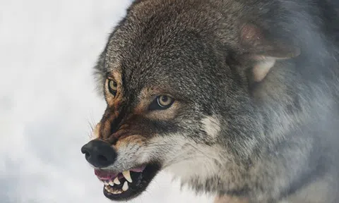 Bản lĩnh đàn ông phải như sói đầu đàn: Mạnh mẽ, quyết liệt khi đối đầu nhưng rộng lượng, ấm áp khi đối xử với gia đình