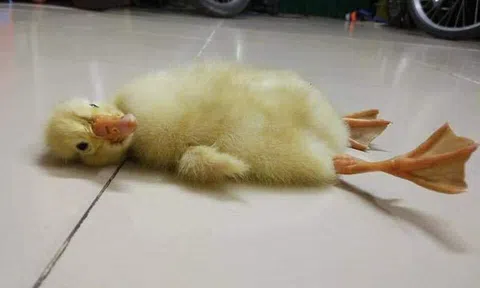 Nắng nóng làm nở trứng vịt lộn ở Việt Nam, nổ điện thoại ở Thái Lan?