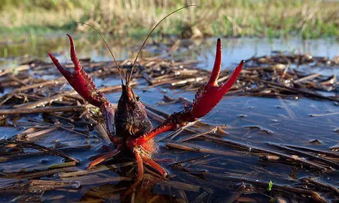 'Thủy quái' tôm lai cua: Sống ở mương rãnh như chuột cống