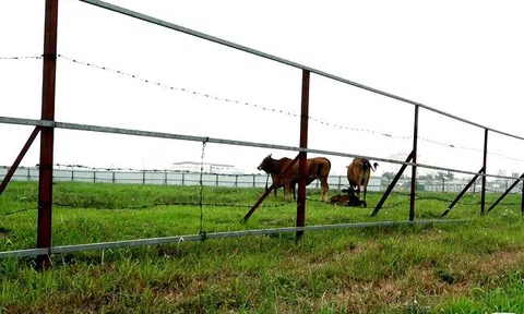 Hà Nội ngàn tỷ chôn vùi: Đau lòng siêu đô thị chỉ để nuôi vịt, thả bò