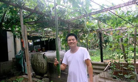 Điều kỳ diệu ở Trường Sa: Mướp dài mét rưỡi, rau tốt như rừng