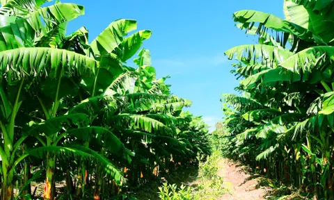 Cổ đông đề xuất Bầu Đức bán phụ phẩm từ chuối để tăng doanh thu