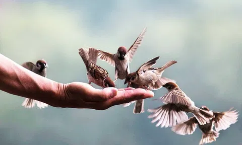 Làm người: Lương thiện cần có chừng mực, hào phóng cũng phải có nguyên tắc