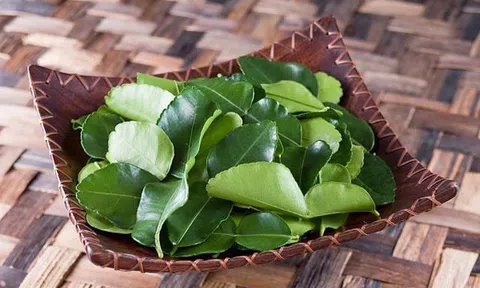 Lá chanh ở Việt Nam chỉ để ăn với thịt gà, sang châu Âu bán 6,3 triệu/kg