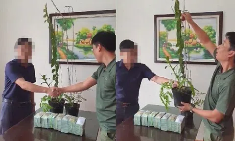 2 chậu lan 3,5 tỷ: Cú áp phe có mục đích của nhóm người Hà Tĩnh?