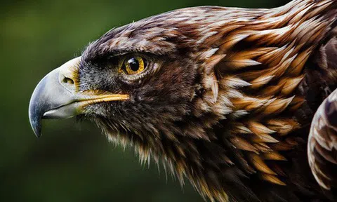 Nghỉ việc và ra làm chủ cần kiên định: Đại bàng sinh ra để tự do bay lượn, săn bắt và chinh phục; còn làm kiếp gà chỉ quanh quẩn gáy, ăn, lên chuồng theo đàn