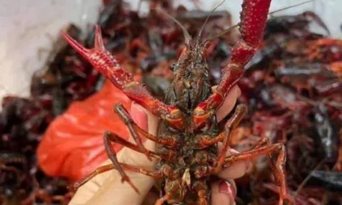 Tôm hùm đất ngon, lạ, rẻ bán đầy chợ mạng: Hàng bị cấm bán ở Việt Nam