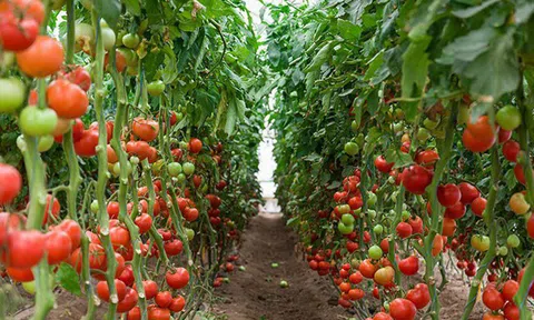 Trồng cà chua trên sa mạc với trang trại thông minh, con người sắp ăn uống theo những cách ngoài sức tưởng tượng