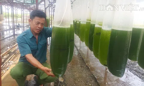 Chuyện lạ Thái Bình, chế ngàn lít nước xanh lè, rót bán hàng tỷ đồng