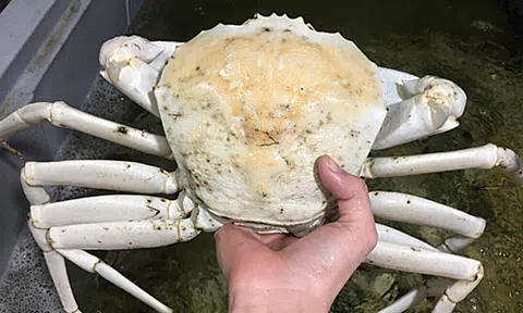 Cua pha lê giá vài triệu đồng một con