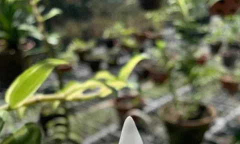 Nhóm đại gia Thái Bình chi 10 tỷ mua cây hoa phong lan: Lộ điểm 'đáng nghi'