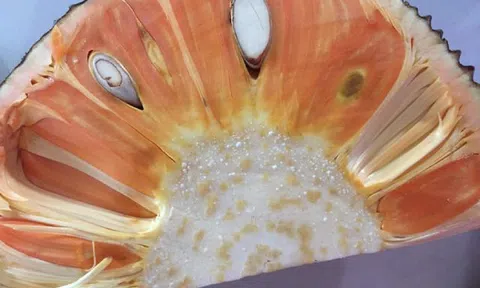 Mít có màu lạ đắt gấp 10 lần mít thường vẫn khiến chị em mê mẩn