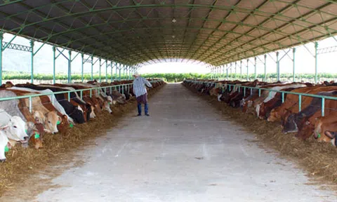 Kiếm 1 tỷ đồng/ngày từ phân bò: “Bầu” Đức có “nổ”?