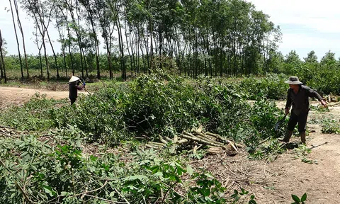 Đau đầu tìm chủ đất quanh sân bay Long Thành