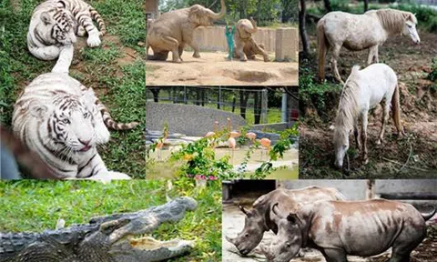 Vườn thú đẳng cấp của 'đại gia điếu cày' Lê Thanh Thản tại quê nhà