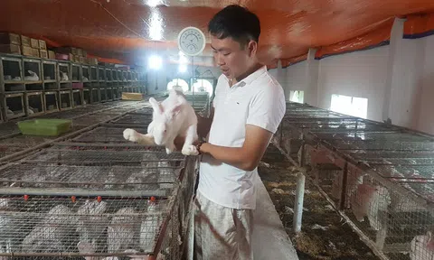 Lạ mà hay: Bỏ phố về quê nuôi thỏ bán cho Nhật, thu 60 triệu/tháng