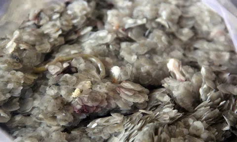 Thương lái thu gom vảy cá ở miền Tây