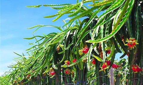 [Infographic] Cơ cấu nợ của HAG - HNG hiện nay ra sao?