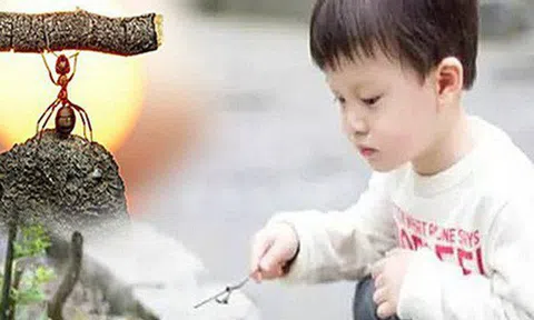 Vị tỷ phú bắt gặp đứa trẻ đang cầm lá nghịch kiến, tò mò hỏi một tiếng, ông ta nhận ra bài học nhớ đời từ câu trả lời ngây ngô