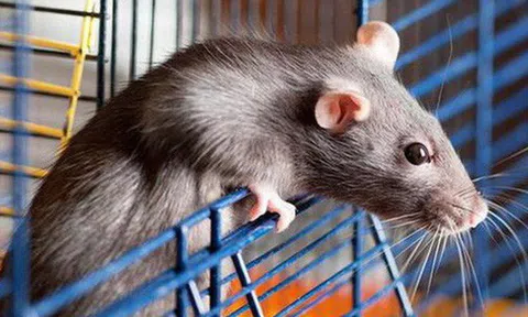 Con chuột nhịn 3 ngày để chui vào bình thức ăn: Cái kết đủ đau để thức tỉnh con người!