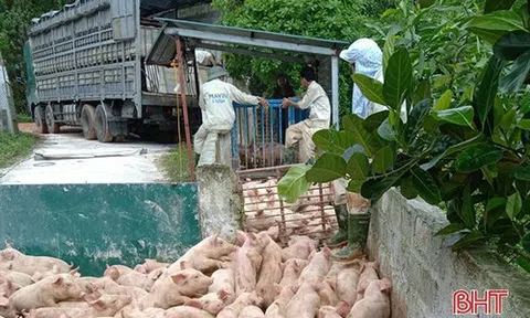 Ông chủ trang trại sắm 'lệnh bài' cho lợn xuất chuồng
