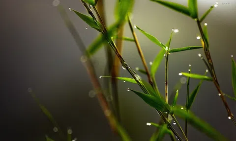 Muốn kiếm nhiều tiền trong bất kỳ nghề gì cũng không bỏ qua bài học bán măng trúc cho người Nhật của ông chủ nhỏ này