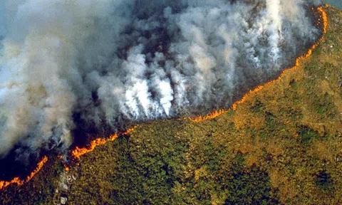 Mọi người đang lên Twitter xin CEO Amazon… cứu lấy rừng Amazon