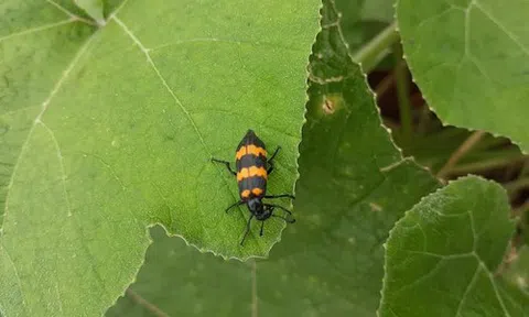 Bất thường thương lái thu mua bọ độc 3 sọc giá 'trên trời'