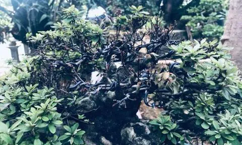 Thê thảm vườn Trầm Bê, loạt đại gia mất trắng chục tỷ