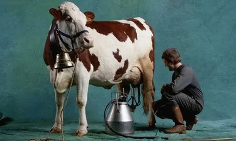 Chuyện người bán sữa bò rong và 6 bài học bán hàng kinh điển dân sales nào cũng cần biết