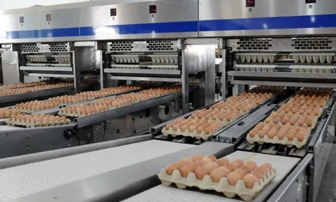 Công ty của tỷ phú Trần Đình Long bán trứng gà nhiều nhất miền Bắc